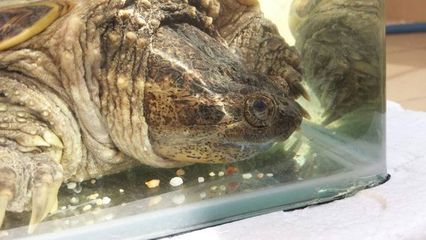 鳄龟水温多少吃东西
