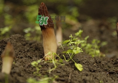 孕妇可以吃羊肚吗