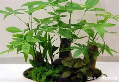 室内风水树哪种最好