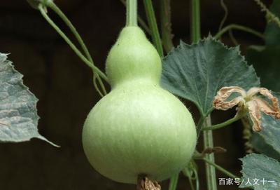 周公解梦梦见葫芦