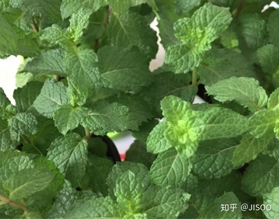 薄荷孕妇可以用吗
