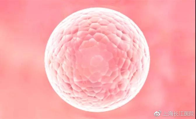 卵泡多大才能怀孕