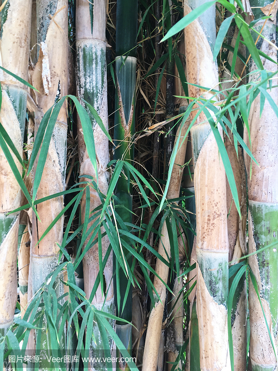 竹子的茎是什么样子的