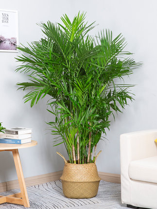 室内植物甲醛