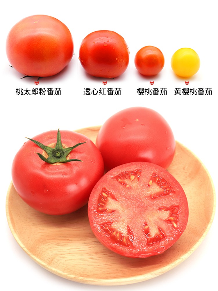 铁皮柿子和普通西红柿有什么区别