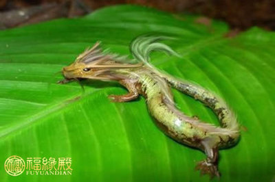 大龙和小龙属相配吗
