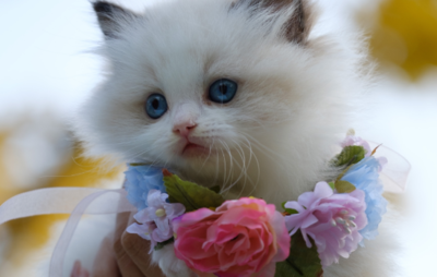 猫多久可以怀孕