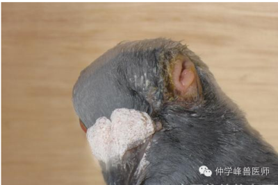 感冒咳嗽能吃鸽子吗