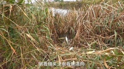 梦见钓鱼自己掉水里了