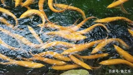 中山市橫欄鎮(zhèn)順生水族館（中山市橫欄鎮(zhèn)順生水族館地址）