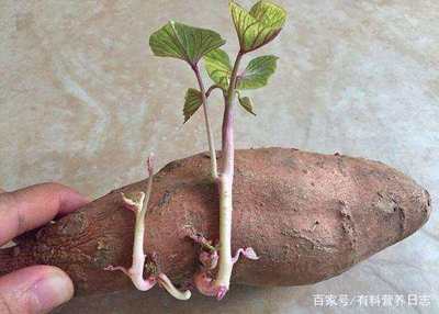 红薯发芽了能不能吃