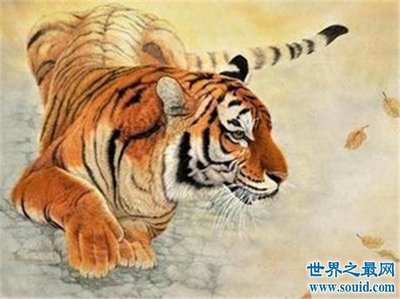 属虎86年多大