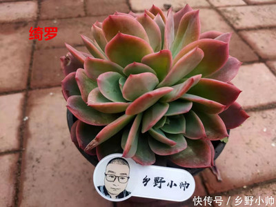 一个痘痘的生长周期