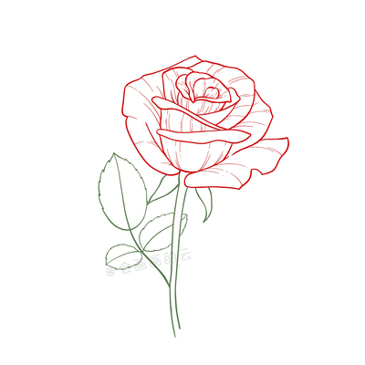彩色的玫瑰花怎么画