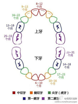 16个月长几颗牙正常