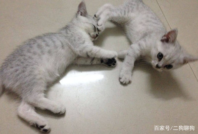 猫咪怀孕几个月生