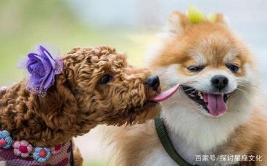 周公解梦狗咬手