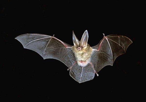 蝙蝠的耳朵是雷达的什么