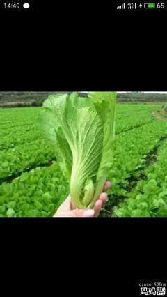 怀孕能吃芥菜