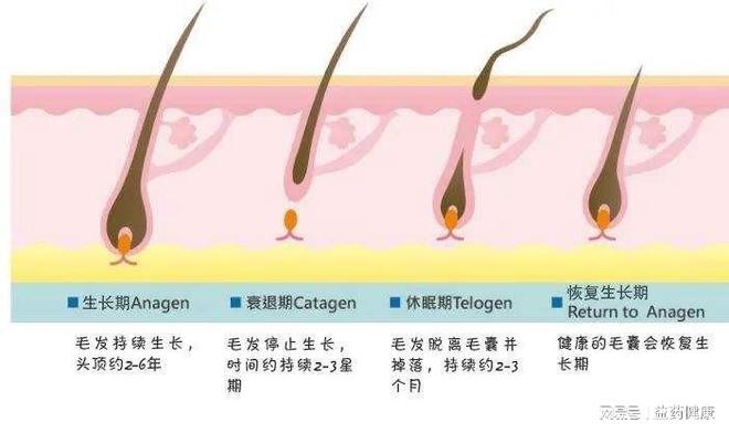 睾酮高怎么治疗