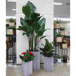 室内花草植物