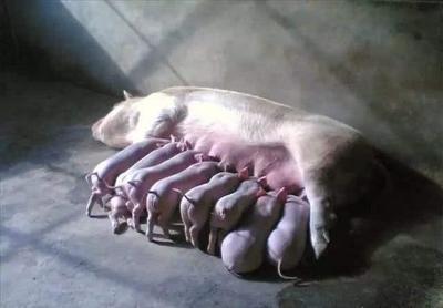 仔猪伪狂犬怎么治疗
