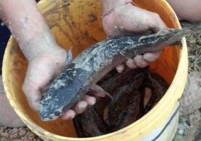 泥鳅穿豆腐的做法视频