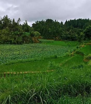 记忆里的那抹绿怎么写