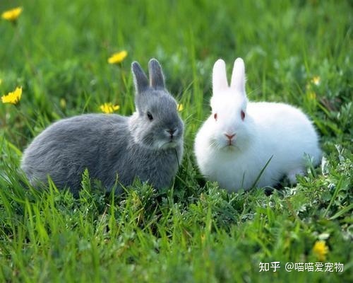 兔子不吃不喝也不动是怎么回事