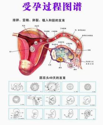 吃了布洛芬多久可以怀孕