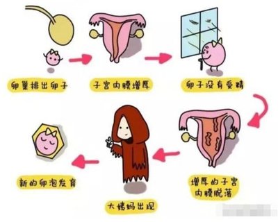 怀孕多久会来月经