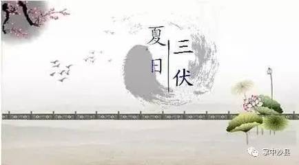 今年三伏共多少天