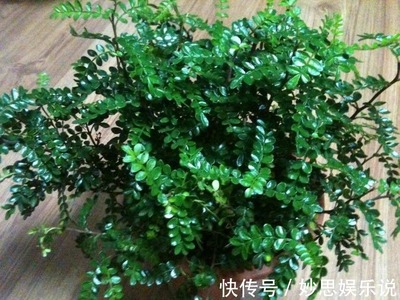 清香木能放在卧室吗