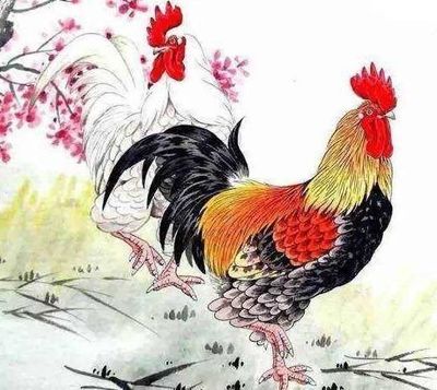 属鸡的今年财运好吗