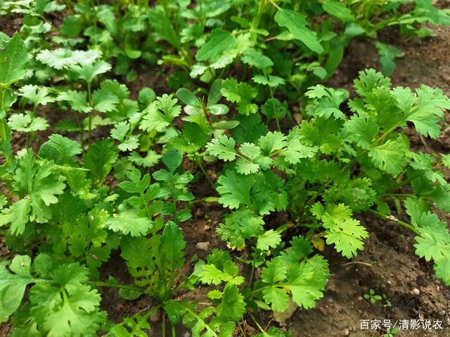 芫荽是香菜吗