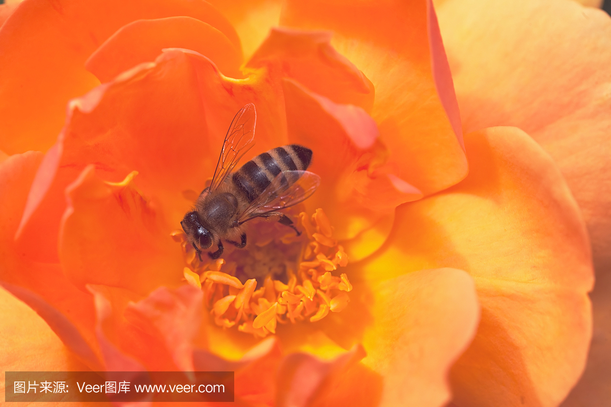 桔子花蜂蜜的功效与作用