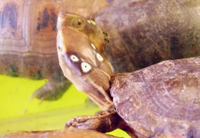 互动性最强的龟是什么品种(草龟互动训练的方法)