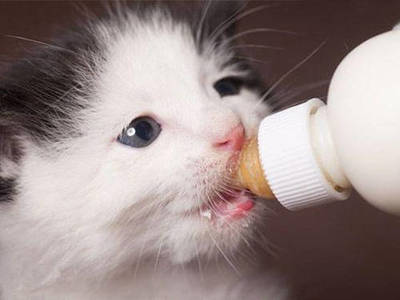 怎么给小猫喂奶粉
