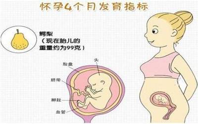 怀孕五个月宝宝发育标准