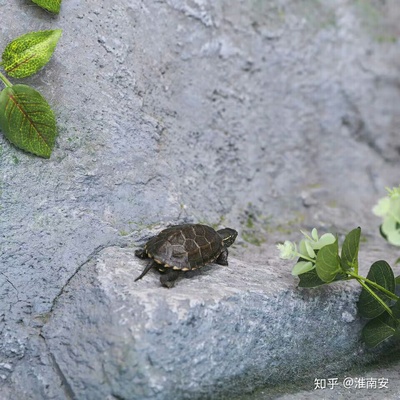 中文草龟可以活多久,养一只乌龟是一只好还是一对好