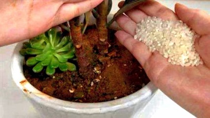 梦见自己养的花枯萎了