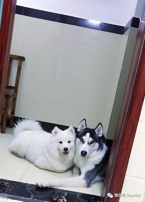 哈士奇取名