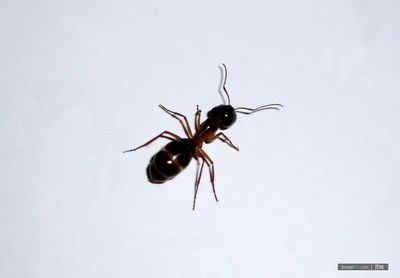 蚂蚁有几只脚