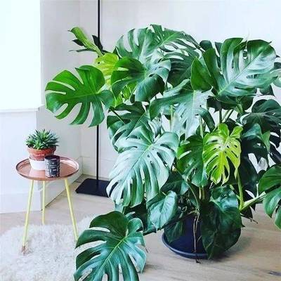 室内养什么植物风水好
