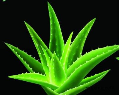如何用芦荟美容