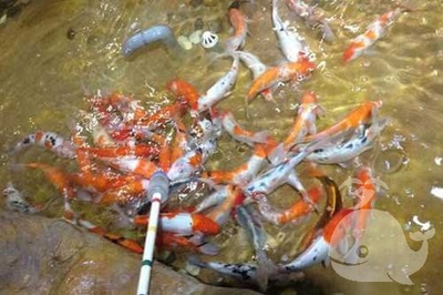 怀孕的人梦见抓鱼