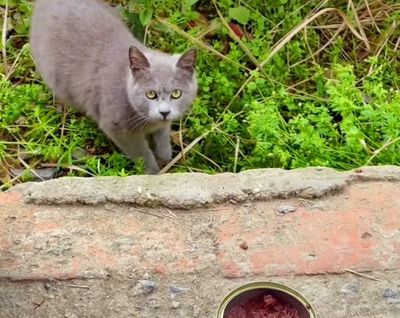 2月大蓝猫一餐要喂多少