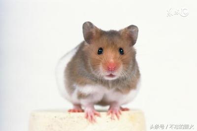 属鼠的人一生运势如何