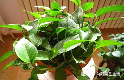 五行缺木养什么植物
