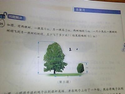 一棵树两棵树打一字谜